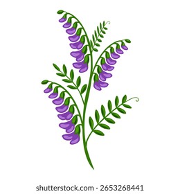 Elegant vector illustration of a stylized tufted vetch plant with vibrant purple flowers and lush green leaves, perfect for design projects needing a touch of nature.