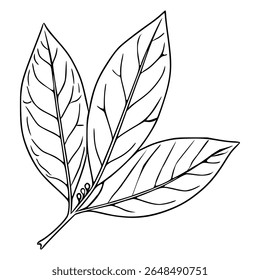 Elegant vector illustration of three detailed leaves with prominent veins and a thin stem, showcasing a botanical style perfect for design projects.