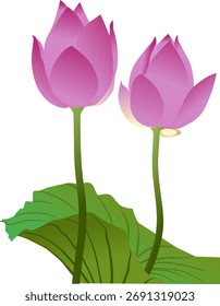 Elegante ilustração vetorial de duas flores de lótus rosa com caules e folhas verdes, simbolizando pureza e serenidade.