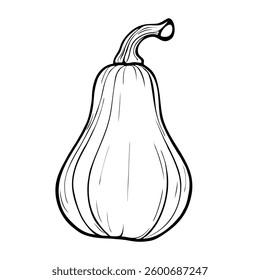 Elegant Vector Line Art Drawing of a Butternut Squash