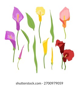 Elegante conjunto de Vector de flores de calla y hojas ilustración. Obra botánica minimalista perfecta para el diseño de envases, invitaciones, carteles, textiles, marcas y proyectos decorativos