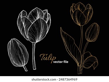 Elegante tulipán de Vector. Tulipán de oro dibujado a mano con una flor blanca y brote sobre un fondo oscuro. Fácil de editar, listo para usar.