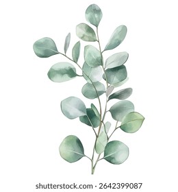 Elegant watercolor illustration of eucalyptus branch with green rounded leaves, perfect for nature-inspired designs and botanical art.