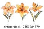 Elegant watercolor illustration featuring three orange lilies with green leaves, showcasing natural beauty and floral artistry.
