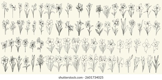 Elegant wedding invitations and logos with detailed black line art of daffodils, hand-drawn wedding herbs, trendy greenery, chic decor, botanical floral branch, branding, personalized stationery