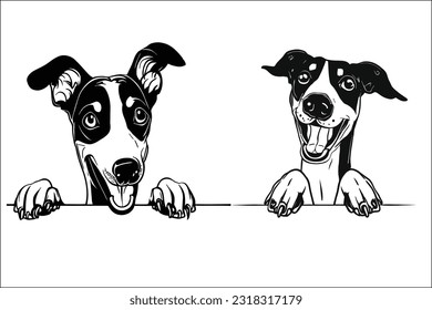Elegant Whippet dog peeking, with its slender build and gentle expression, radiating grace and speed in every glimpse