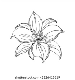 Elegant White Background with a Stunning Lily Flower