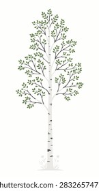 Elegant White Birch Tree With Delicate Green Foliage