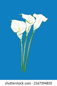 Elegant white calla lilie from different angles in vector illustration art design