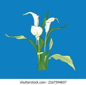 Elegant white calla lilie from different angles in vector illustration art design