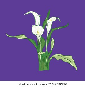 Elegant white calla lilie from different angles in vector illustration art design