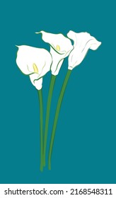 Elegant white calla lilie from different angles in vector illustration art design