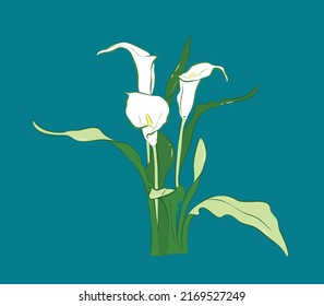 Elegant white calla lilie from different angles in vector illustration art design