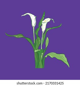 Elegant white calla lilie from different angles in vector illustration art design