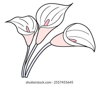 Elegant white Calla lilies, delicately illustrated with pink accents. Perfect for wedding invitations, floral designs, or adding a touch of sophistication to your projects.