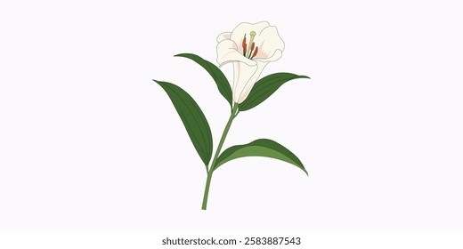 Elegant White Lily Easter lily illustration