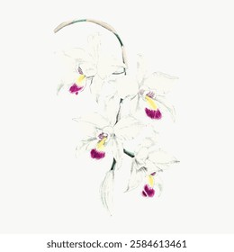 Elegant white orchids with pink centers, delicate floral design. Orchids cascade gracefully, showcasing intricate details. Orchids symbolize beauty and grace. Vintage art illustration, vector.