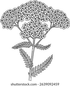 Elegant yarrow flower line art illustration, perfect for botanical designs, coloring pages, or herbal product packaging.  Detailed yet minimalist