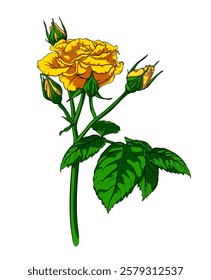 Elegant yellow rose, lush branch of summer flower with various buds on long stem, isolated on white background. hand drawn rose, vector illustration.