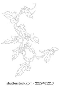 Ein Element der botanischen Gestaltung der Hedera-Rebsorte. Vektorgrafik einer Efeu-Pflanze, die an der Wand hängt oder klettert. Ein grüner Zweig des kletternden Efeu, hervorgehoben auf weißem Hintergrund.