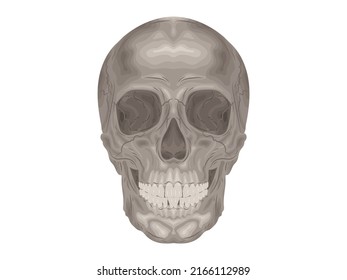 element calcium doctor therapy body science cartoon anatomy surgery biology bone skull skeleton flat