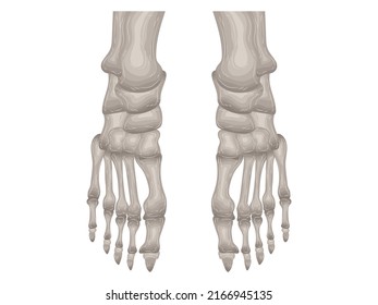 element calcium doctor therapy body science cartoon anatomy surgery biology bone skull skeleton flat