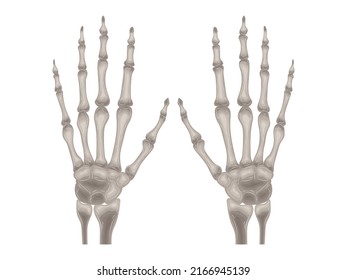element calcium doctor therapy body science cartoon anatomy surgery biology bone skull skeleton flat
