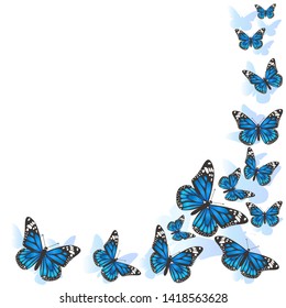Element of design. Frame made of butterflies. Blue butterflies on a white background. vector image
