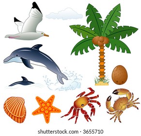 Element for design (summer, palm tree, coconut, dolphin, seagull, crab, starfish). Vector