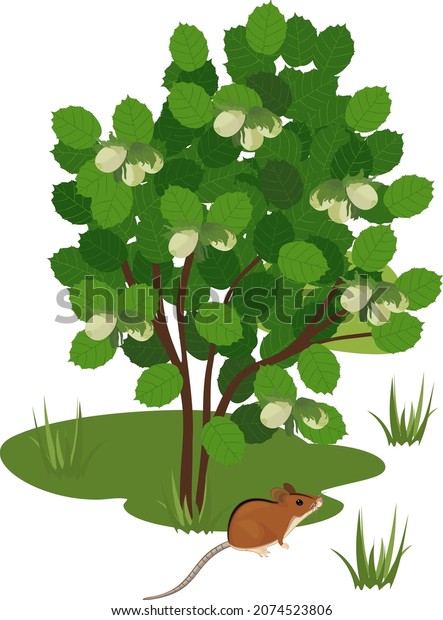 Element of forest ecosystem. Green common\
hazel (Corylus avellana) plant and striped field mouse (Apodemus\
agrarius) isolated on white\
background