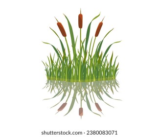 Element of grass with reeds is reflected in the water. Swamp grass on white background. Vector illustration of river vegetation.