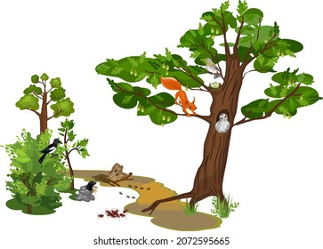 Element of park ecosystem: path, deciduous trees, shrubs, squirrel, owl, magpie, mole, ants and bugs isolated on white background