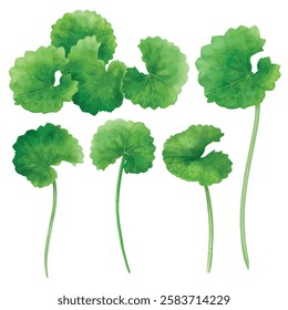 Element set of Centella Watercolor hand drawn illustration isolated on white background
