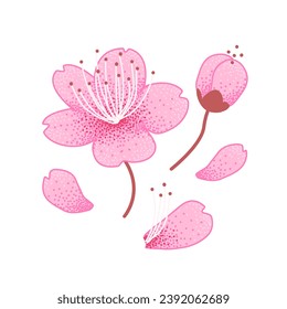 Element set of Japanese cherry blossoms, sakura, pink flowers and buds, falling petals. Can be used in combination. Vector on white background.