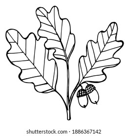 El elemento de roble de madera al estilo de Doodle. Acorn para decorar postales, cubiertas, textos.