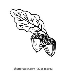 The element of wood oak in Doodle style. Acorn for decorating postcards, covers, texts.