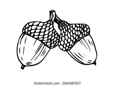 The element of wood oak in Doodle style. Acorn for decorating postcards, covers, texts.