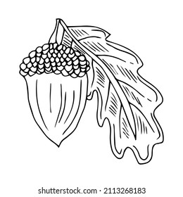 The element of wood oak in Doodle style. Acorn for decorating postcards, covers, texts.