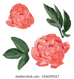 Element for you design. Coral peonies, buds and leaves isolated on white background. 
