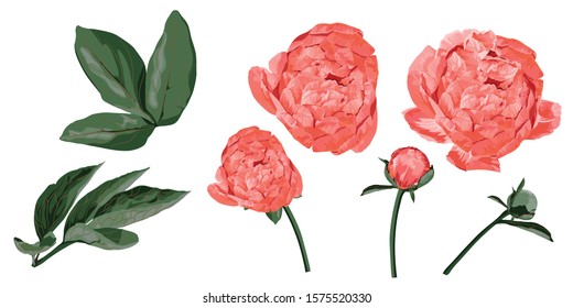 Element for you design. Coral peonies, buds and leaves isolated on white background. 