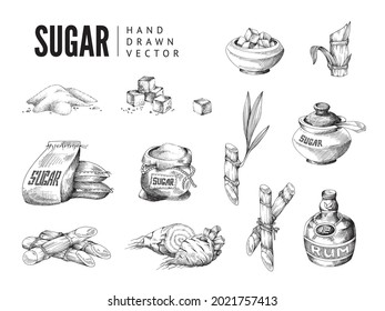 Elements for advertise design of sweet natural food sweetener beet and cane sugar. Vector illustration in engraved style isolated on white