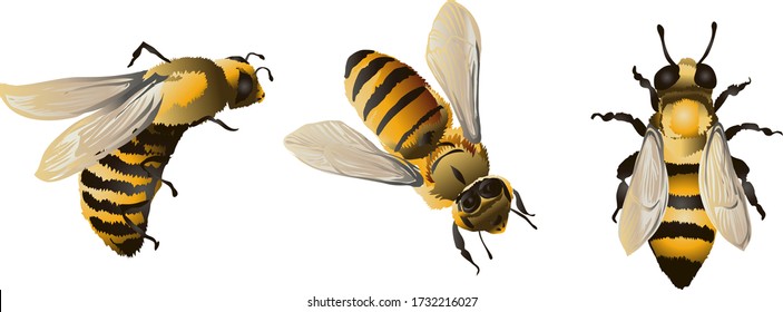 Elementos con abejas, motivos de abejas 