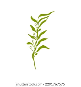 Elements of botany underwater marine plants, flora. Algae and corals. Design of a summer banner, poster. Isolated vector flat illustration.
