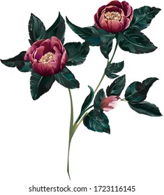 Elements of branch of red roses and green leaves and button, floral motif