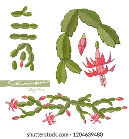 Elements Of Christmas Cactus And Brushes. Vector Hand Drawn Illustration.