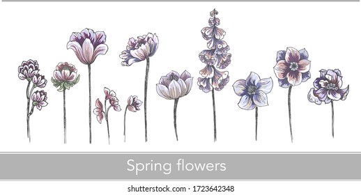 Elementos de coloridas flores de campo de verano, motivos separados