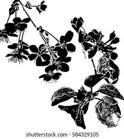 elements of flowering branches for decorative greeting cards or invitations