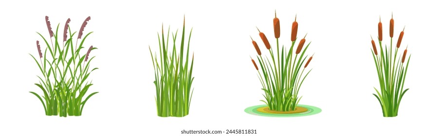 Elements of grass and cattail with reeds on a white background. Tall aquatic vegetation. marsh plants