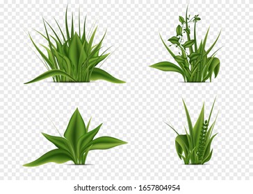 Elements of grass of different shapes. Realism