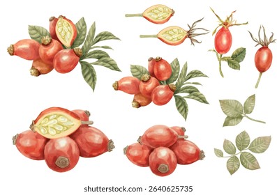 Elements of Hip rose set hand draw watercolor. EPS file isolated on white background.